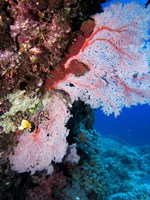 Framed Fan Coral, Agincourt Reef, Great Barrier Reef, North Queensland, Australia