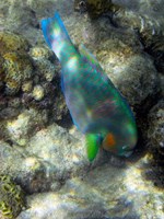 Framed Surf Parrotfish, Low Isles, Great Barrier Reef, Australia