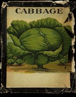 Framed Vintage Cabbage