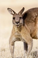 Framed Eastern Grey Kangaroo portrait