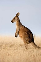 Framed Eastern Grey Kangaroo portrait lateral view