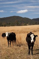 Framed Australia, New South Wales, Wauchope, Cows, Farmland
