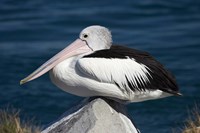 Framed Australian Pelican bird, Blacksmiths, NSW, Australia