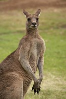 Framed Kangaroo, Trial Bay, New South Wales, Australia