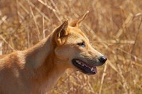 Framed Dingo wildlife, Kakadu NP, Northern Territory, Australia