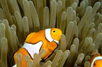 Framed Australia, Great Barrier Reef, Clown fish