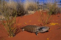 Framed Blue-tongued Skink lizard, Ayers Rock, Australia