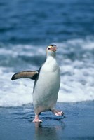 Framed Royal Penguin, Macquarie, Austalian sub-Antarctic