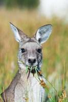 Framed Eastern grey kangaroo eating, Australia