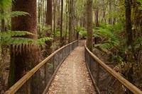 Framed Tall Trees Walk, Mount Field National Park, Tasmania, Australia