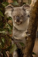 Framed Koala bear, Lone Pine Koala Sanctuary, AUSTRALIA