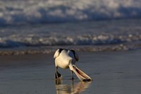 Framed Australian pelican bird, Stradbroke Island, Australia