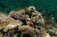 Framed Marine Life, Octopus, coral reef, Stradbroke, Australia