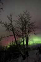 Framed Aurora Borealis with Tree, Twin Lakes, Yukon, Canada