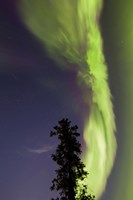 Framed Aurora Borealis with Tree and Shooting Star, Yukon, Canada