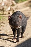 Framed Australia, Tasmanian Devil wildlife