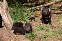 Framed Pair of Tasmanian Devils