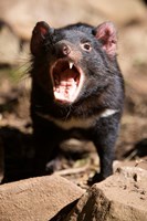Framed Angry Tasmanian Devil