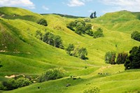 Framed Farmland near Gisborne, New Zealand