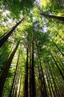 Framed Redwood Forest, Rotorua, New Zealand