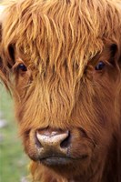 Framed Scottish Cow, Deer Park Heights, Queenstown, South island, New Zealand