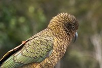 Framed Kea, New Zealand Alpine Parrot, South Island, New Zealand