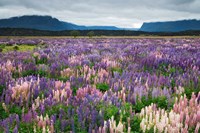 Framed Blooming Lupine Near Town of TeAnua, South Island, New Zealand