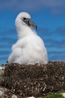 Framed Australia, Tasmania, Bass Strait Albatross chick