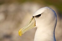 Framed Australia, Tasmania, Bass Strait, Albatross bird head