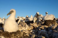 Framed Shy Albatross chick and colony, Bass Strait, Tasmania, Australia