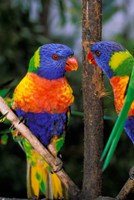 Framed Australia, Pair of Rainbow Lorikeets bird