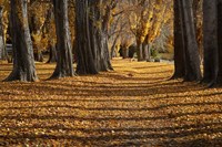 Framed Poplar Trees in Autumn, Lake Wanaka, Otago, South Island, New Zealand
