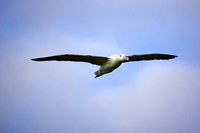 Framed Royal Albatross, Dunedin, South Island, New Zealand