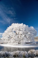 Framed Hoar Frost on Willow Tree, near Omakau, Central Otago, South Island, New Zealand