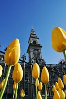 Framed Tulips and Municipal Chambers Clocktower, Octagon, Dunedin, New Zealand