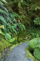 Framed Ferns and Path, Lake Matheson, South Island, New Zealand