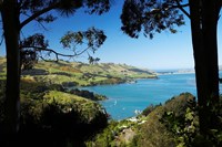 Framed Careys Bay, Otago Harbour, South Island, New Zealand