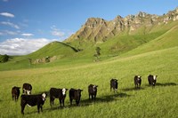 Framed Cows and farmland below Te Mata Peak, Hawkes Bay, North Island, New Zealand