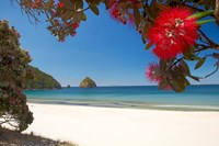 Framed Pohutukawa Tree in Bloom and New Chums Beach, North Island, New Zealand