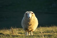 Framed Sheep, Farm animal, Dunedin, South Island, New Zealand