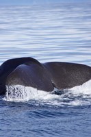 Framed Sperm Whale, Kaikoura, Marlborough, South Island, New Zealand