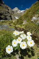 Framed New Zealand Arthurs Pass, Mountain buttercup flower