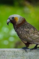 Framed New Zealand, Stewart Island, Halfmoon Bay Kaka bird