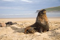 Framed Sea lions on beach, Catlins, New Zealand