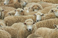 Framed Sheep, Catlins, South Otago, South Island, New Zealand