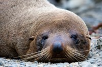 Framed New Zealand, South Island, Kaikoura Coast, Fur Seal