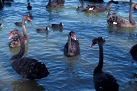 Framed Australia, Perth, Bibra Lake Black Swans