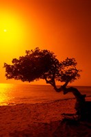 Framed Lone Divi Divi Tree at Sunset, Aruba