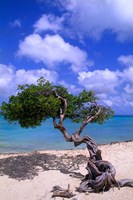 Framed Lone Divi Tree, Aruba, Caribbean
