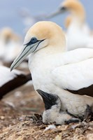 Framed Australasian Gannet chick and parent on nest, North Island, New Zealand